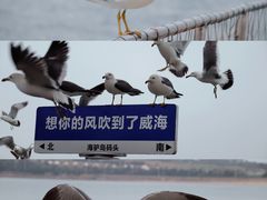-海驴岛(荣成市)