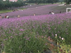 -大塘金香草谷