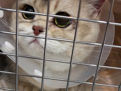 -艾贝尔宠物医院·24H转诊中心·肿瘤猫专科(江宁双龙店)