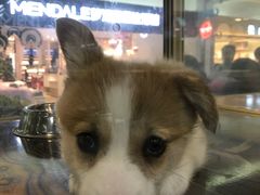 -乐宠宠物店(世纪金源店)