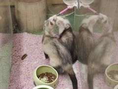 貂-藦茜花园宠物主题亲子互动体验馆(国顺东路店)