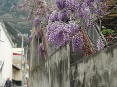-嘉定紫藤园
