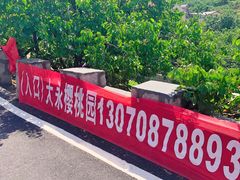 -北宅大永樱桃采摘基地(崂山总部)