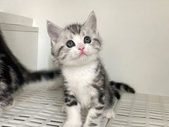 -lincat·猫舍(广州店)