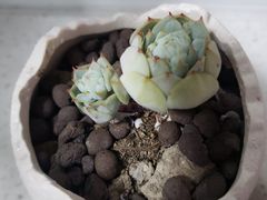 -双季花艺园艺市场(浦东店)