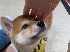 -逗柴咖啡屋·狗咖猫咖宠物桌游