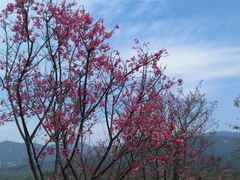 -天适樱花悠乐园