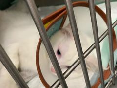 -爱侣宠医·鹦鹉专科·小型哺乳类·异宠专科(灵石路店)