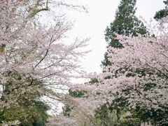 -武汉大学-樱园