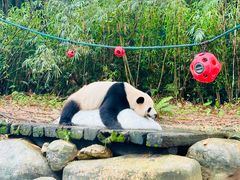 -广州长隆野生动物世界