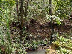 -深圳仙湖植物园