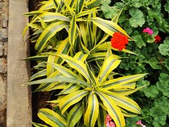 -南宫五洲植物乐园