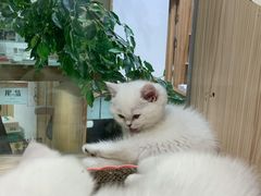 -屋虎猫馆(宝安大仟里店)