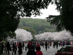 -武汉大学-樱园