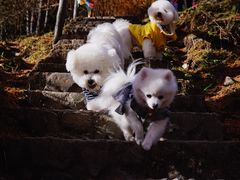 -硗碛藏寨·神木垒景区