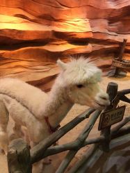 -酷嗒动物文化乐园(cutezoo西溪乐天城店)