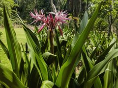 -中国科学院西双版纳热带植物园