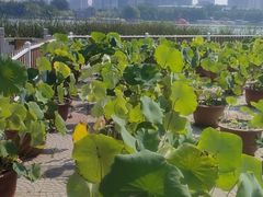 -莲花池公园