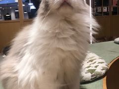 -CAT’S MEWSTAR CAFE·喵星球猫屋(晴湾咖啡店)