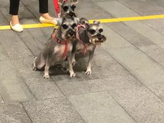 -冶春茶社(星汉大厦店)