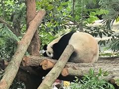 -成都动物园