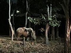 -清迈夜间动物园