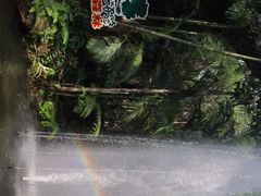 -绿光森林餐厅