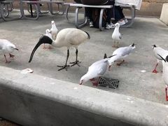 -悉尼鱼市场