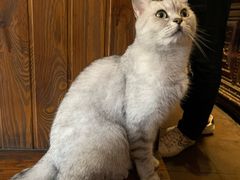 -不舍昼夜咖啡馆