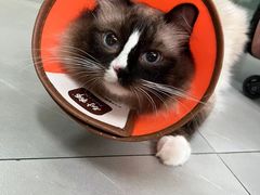 -贝来恩24H动物医院·转诊中心(稻香路店)