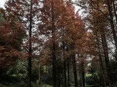 -重庆彩云湖湿地公园