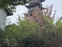-嘉定紫藤园