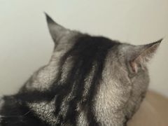 -艾贝尔宠物医院·24H转诊中心·肿瘤猫专科(江宁双龙店)