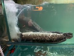 -川外川(星海店)