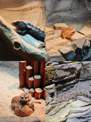 -Zoolung Zoolung动物主题公园(海信广场店)