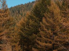 -苏木山森林公园