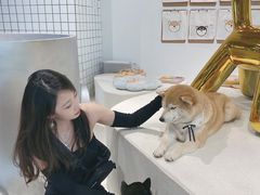 -柴务处·柴犬主题狗咖