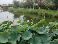 -西海子公园