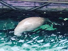 -悉尼海洋生物水族馆