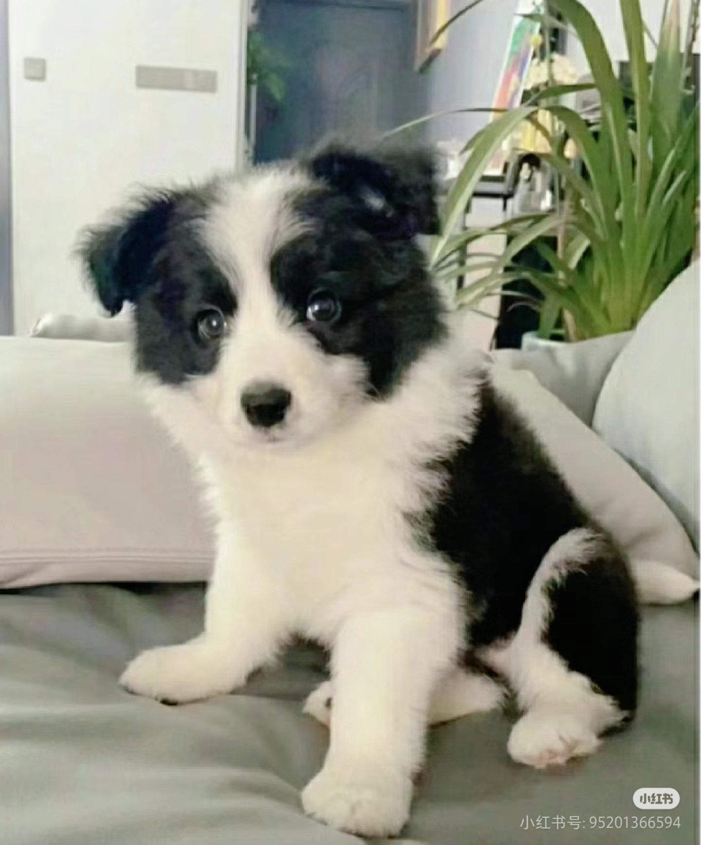 毛手毛脚萌友会 #相约亚宠展 宠物友好