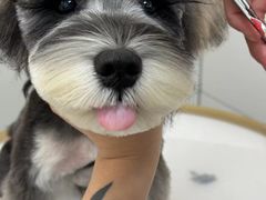 -帕帕拉兹宠物(亚洲旗舰店)