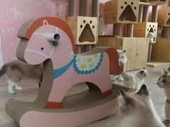 -Bastet sally猫舍购宠(静安店)
