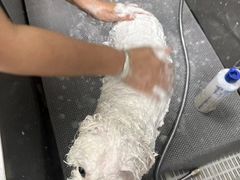 -北京观赏动物医院·24小时大型综合·猫专科·异宠专科