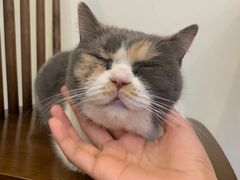 -有猫主题·治愈系猫咖(曾厝垵店)