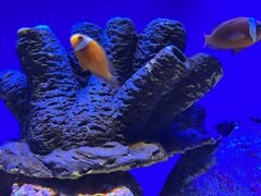 -上海海洋水族馆