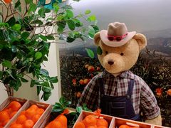 -济州岛泰迪熊博物馆