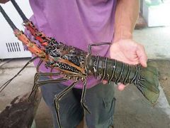 花龙虾，可做赤身……-浪琴湾尾角仔海鲜坊