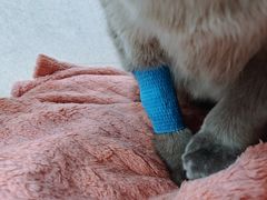 -爱妮康宠物医院·干细胞免疫细胞·肿瘤·心脏(张江店)