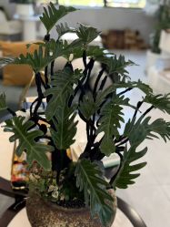 点击看大图 -阅年轻·AI家庭健康体质调理