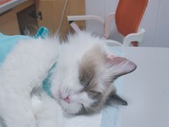 -东日国际动物医院·CT·心脏专科(桃源分院)